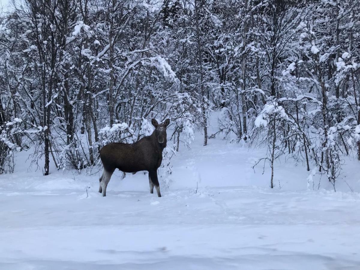 Narnia Lodge Lofoten Gimsoy Экстерьер фото